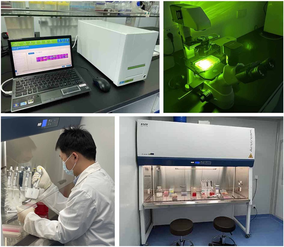 基于细胞的抗病毒药物筛选技术 